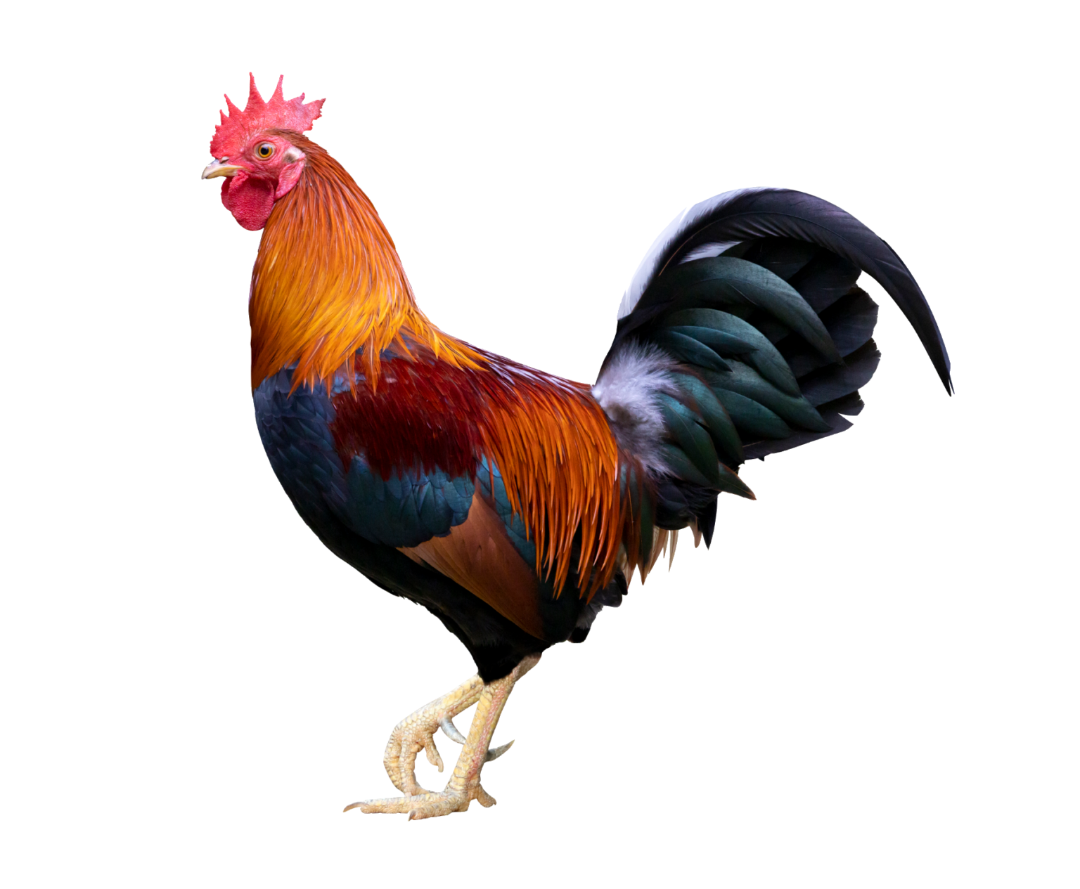 Chicken PNG Transparent Images Free Download - Pngfre