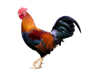 Transparent Rooster Chicken Png