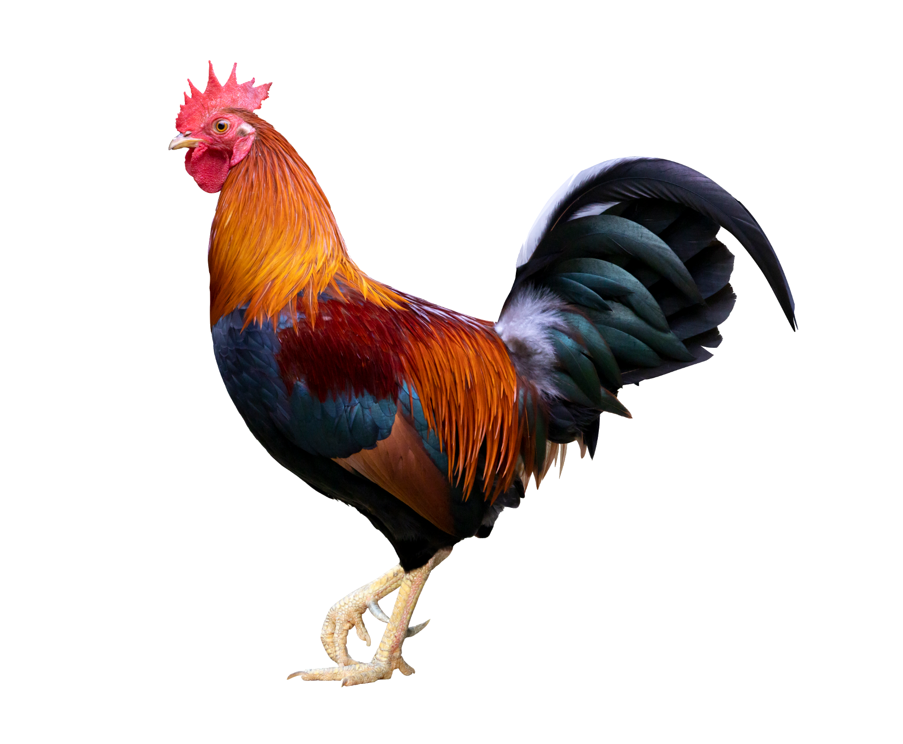 chicken-61