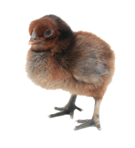 baby Chicken Png