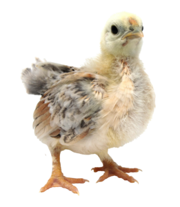 Baby Chicken Png