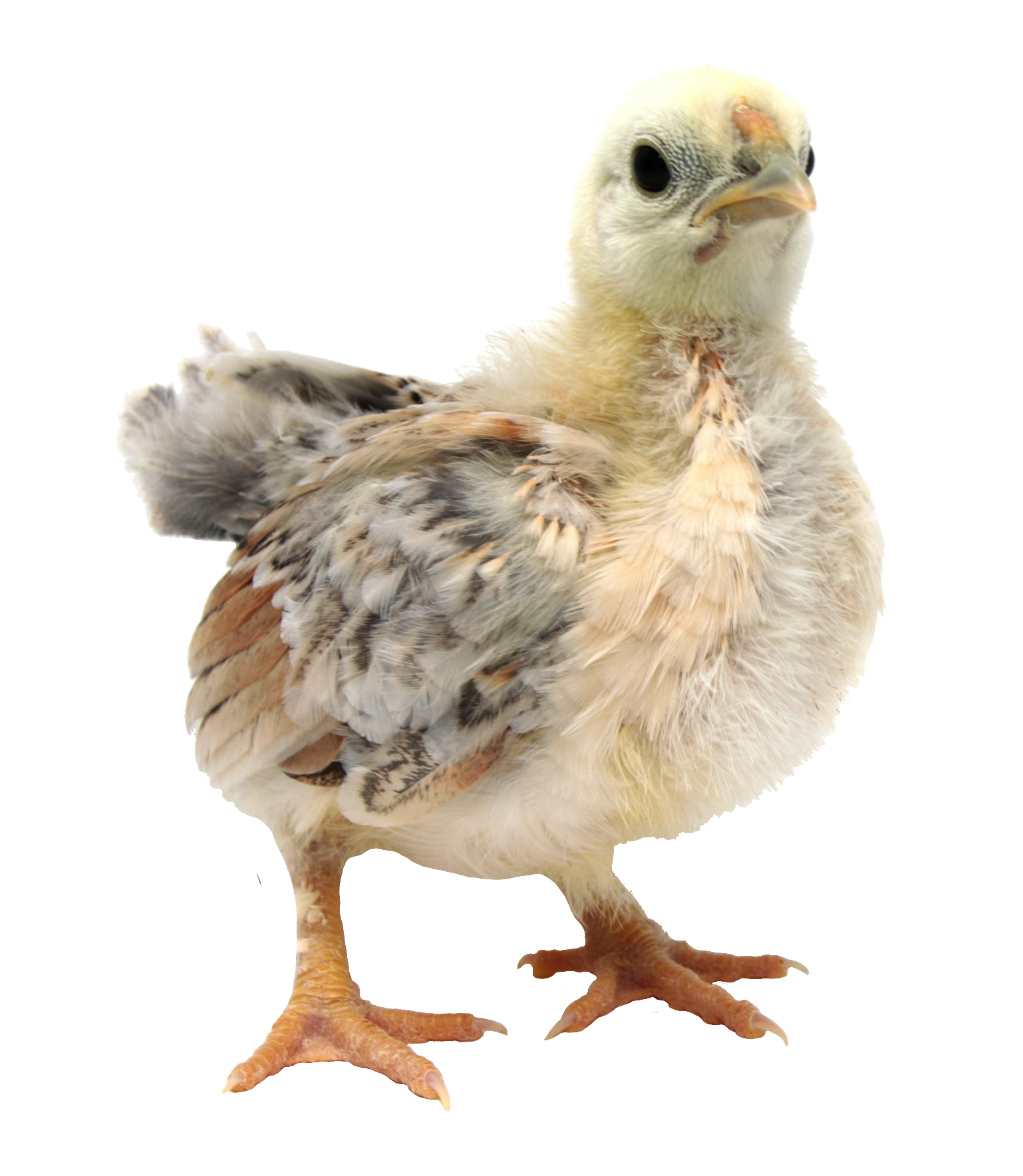 chicken-63