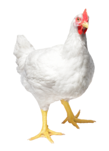 White Hen Chicken Png