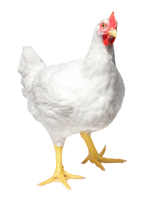 chicken-65