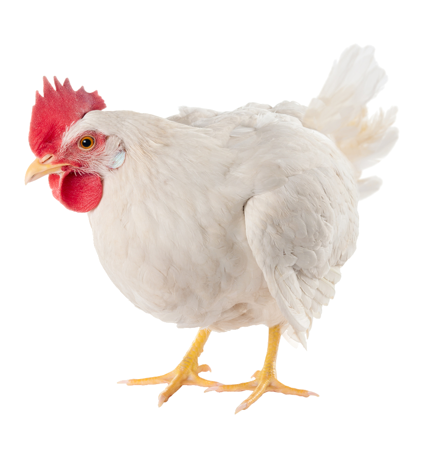 chicken-67