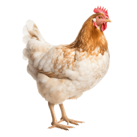 Chicken PNG