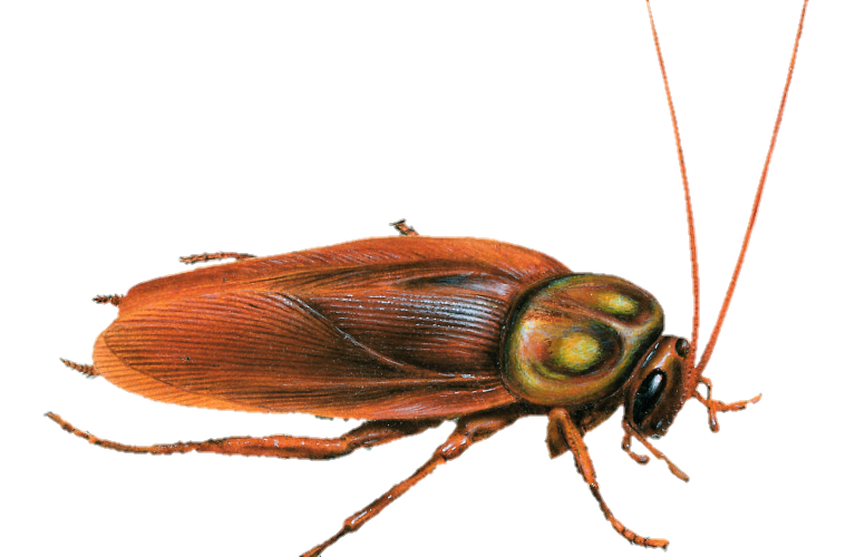Aesthetic Cockroach PNG