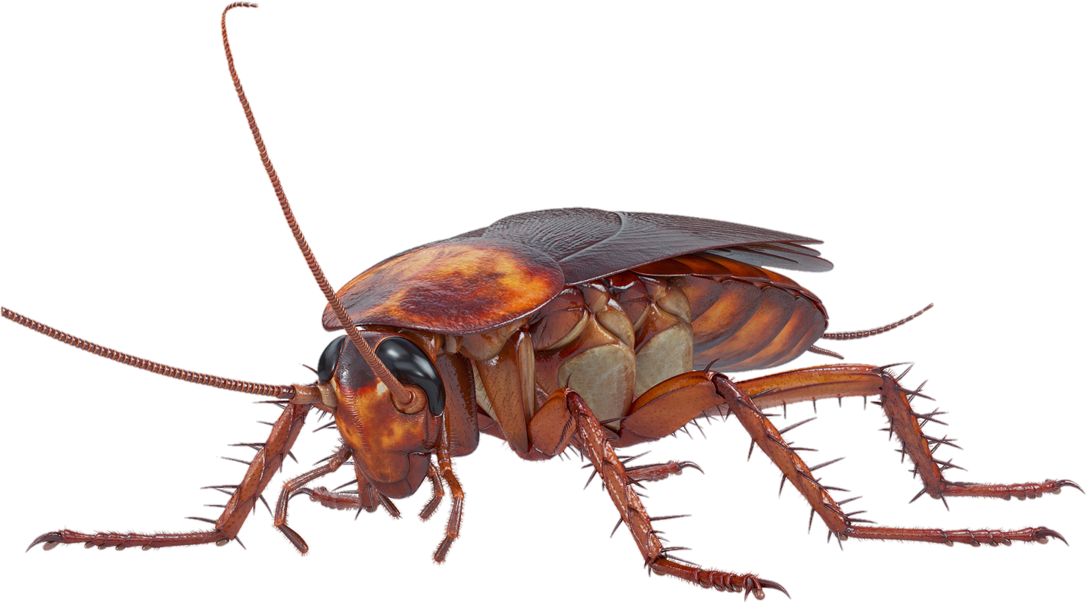 cockroach-11