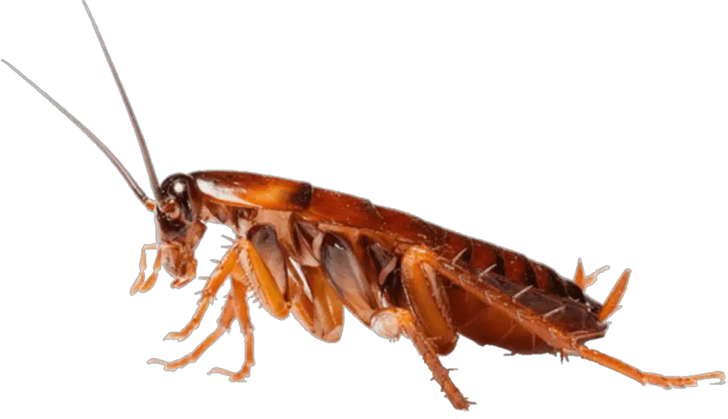 Insect Cockroach PNG