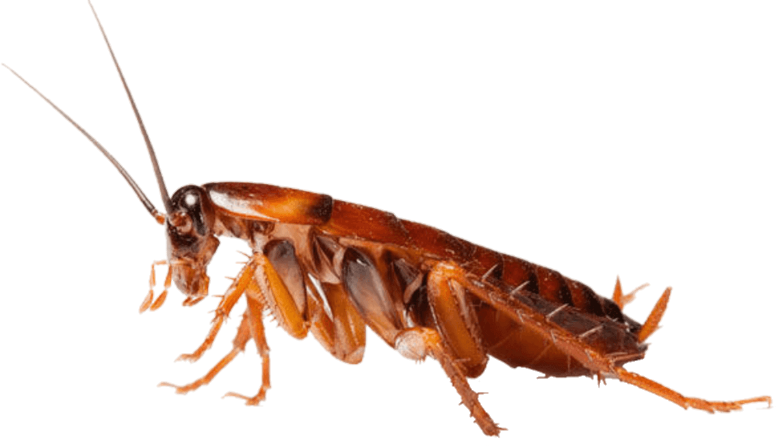 cockroach-12