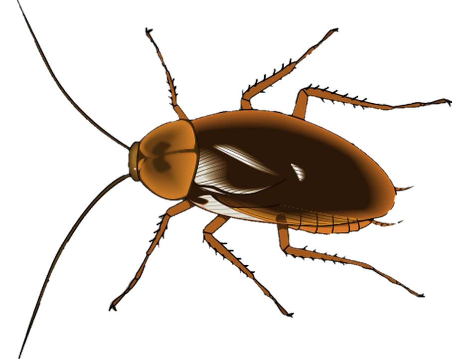 Cockroach PNG Vector