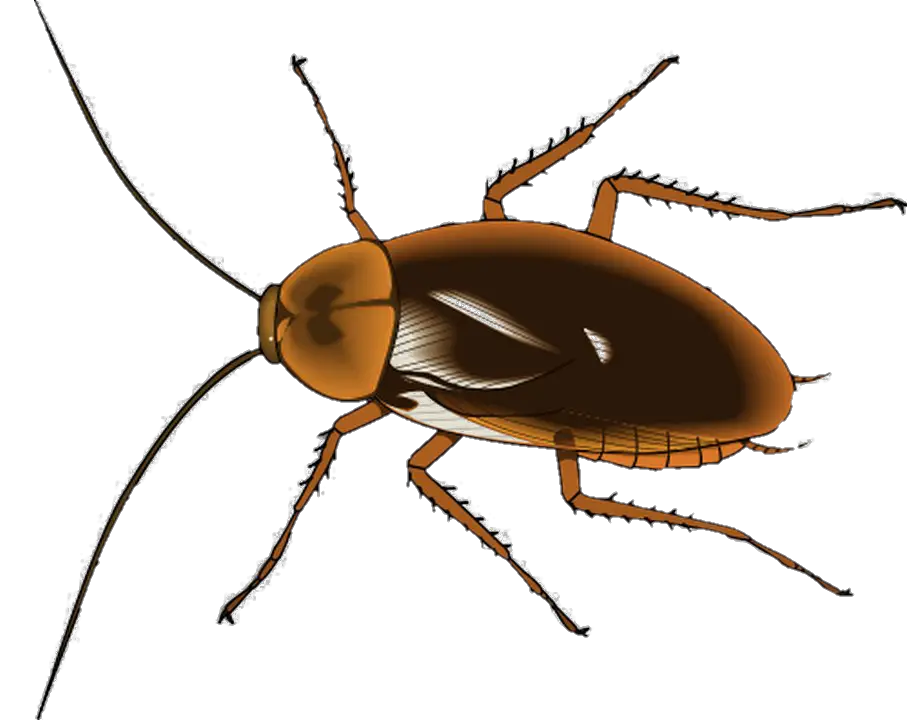 Cockroach PNG Vector