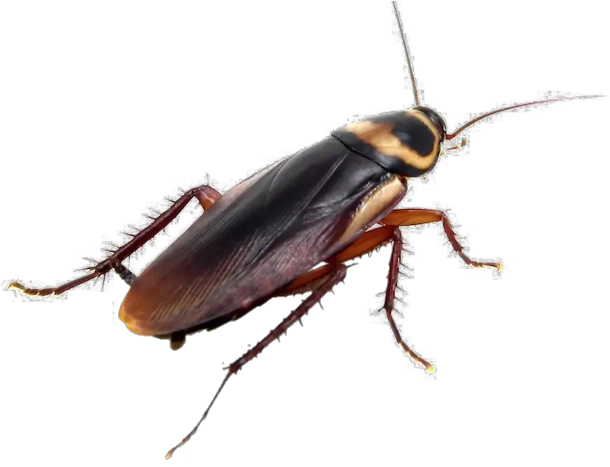 Pest Cockroach PNG