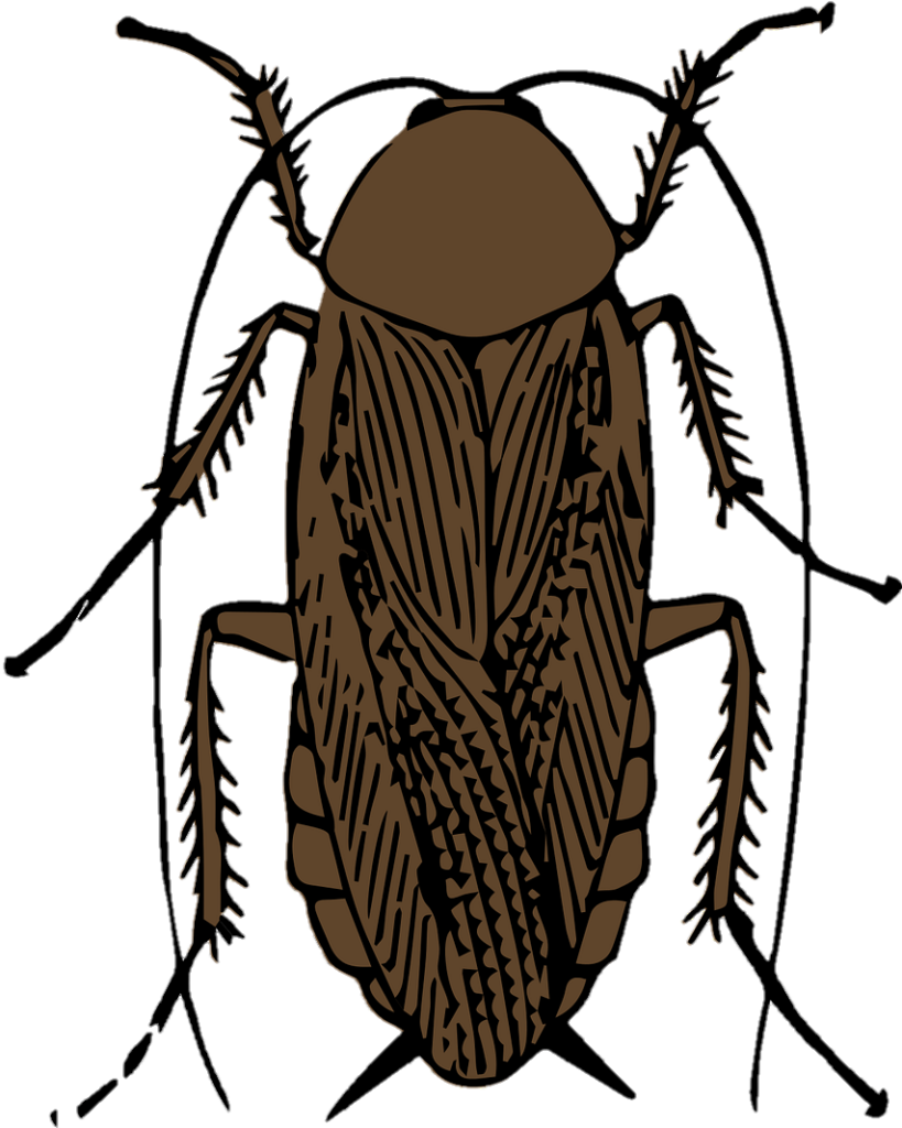 clipart Cockroach PNG