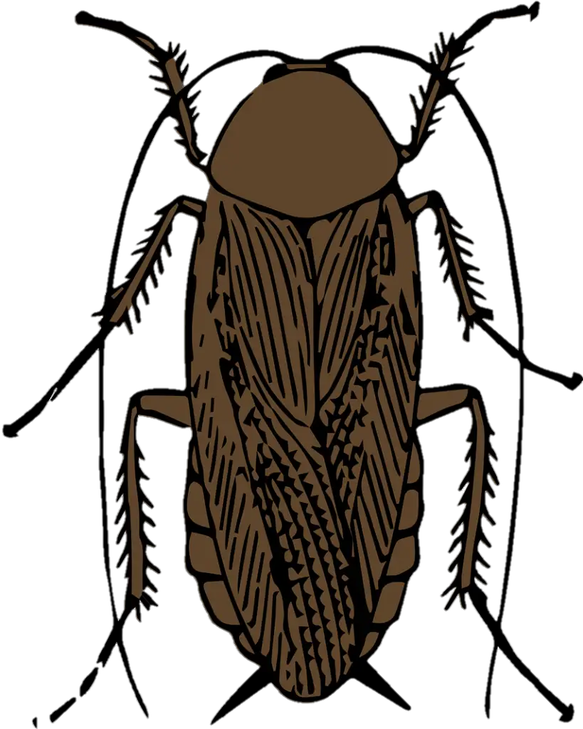 clipart Cockroach PNG