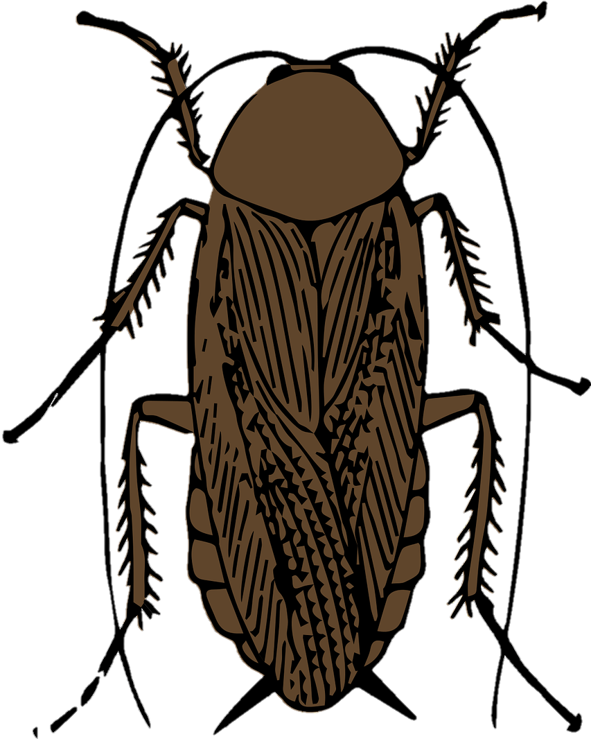cockroach-18
