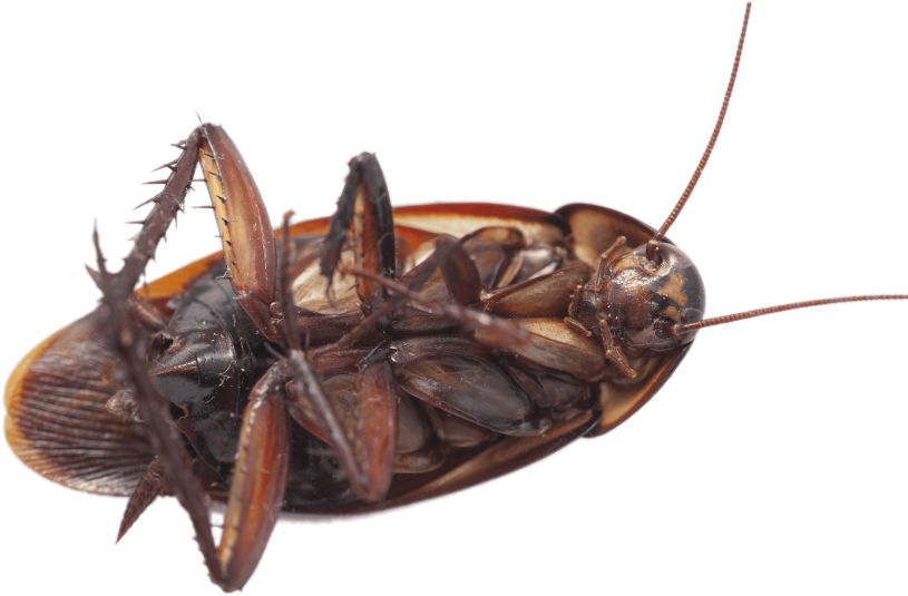 Transparent Cockroach PNG