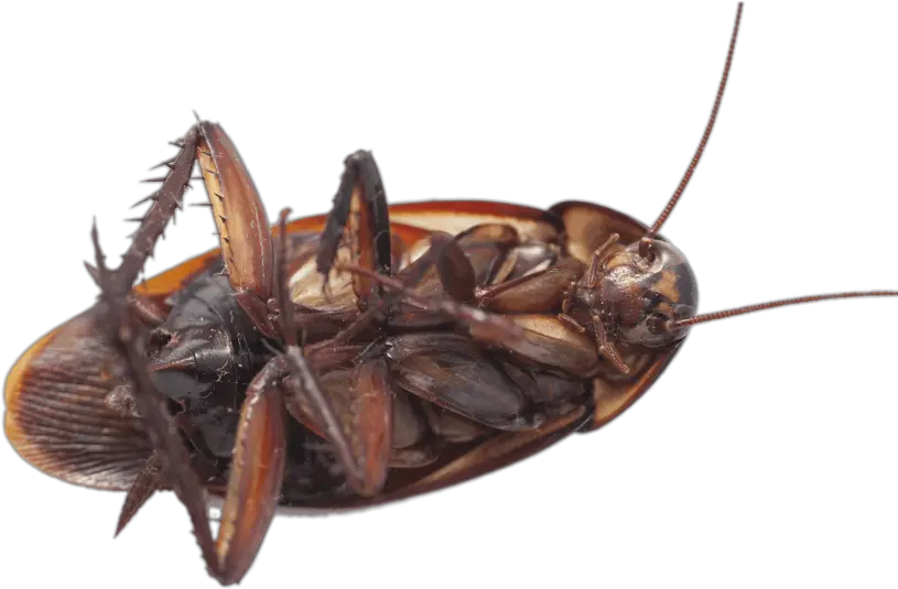 Transparent Cockroach PNG