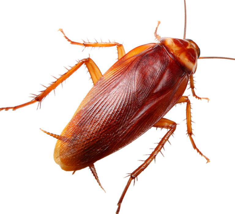 Cockroach PNG Transparent Images Free Download - Pngfre