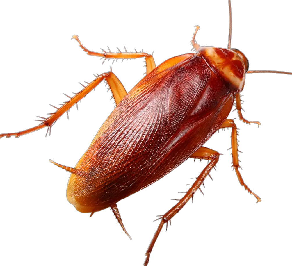 High Resolution Cockroach PNG