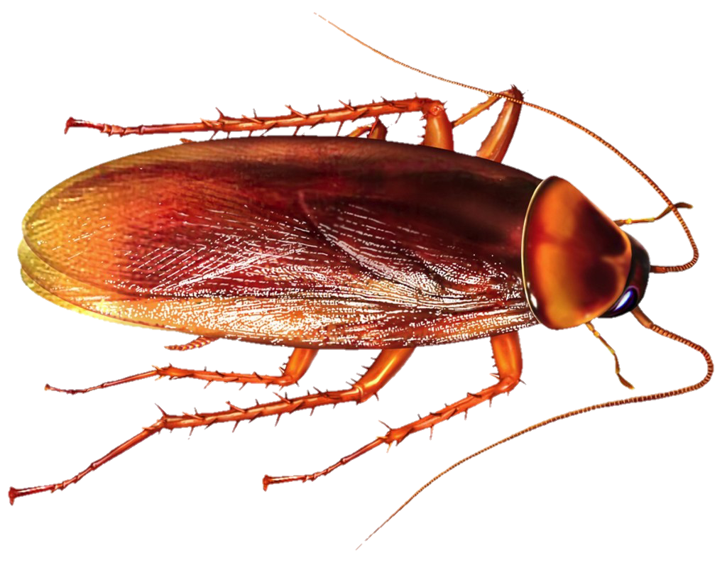 cockroach-22