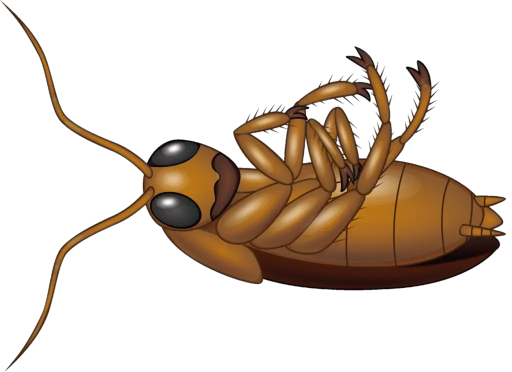 Cockroach PNG Vector