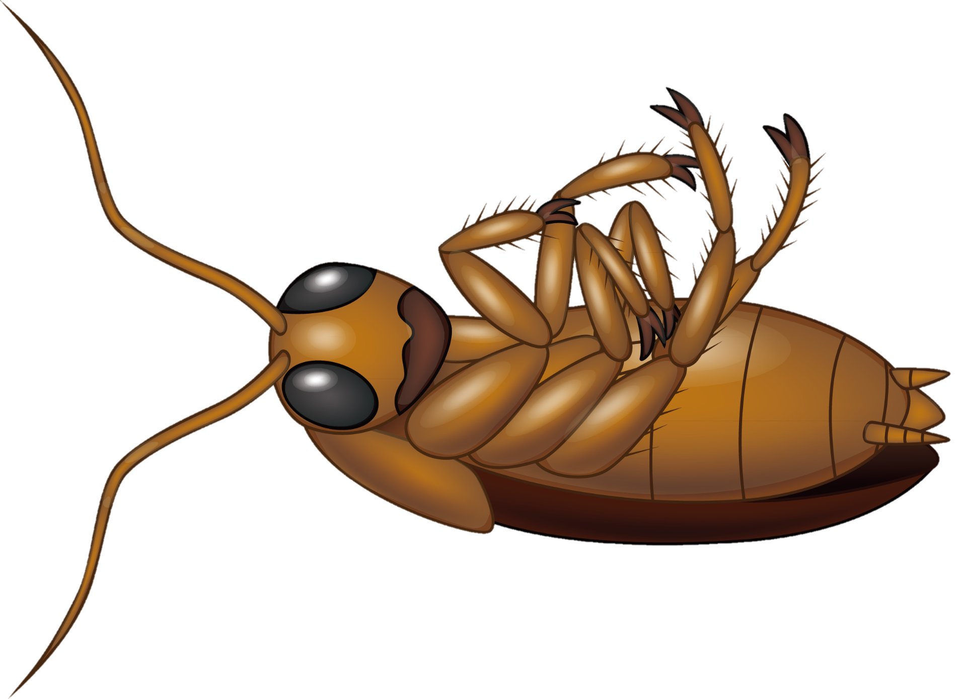 cockroach-25
