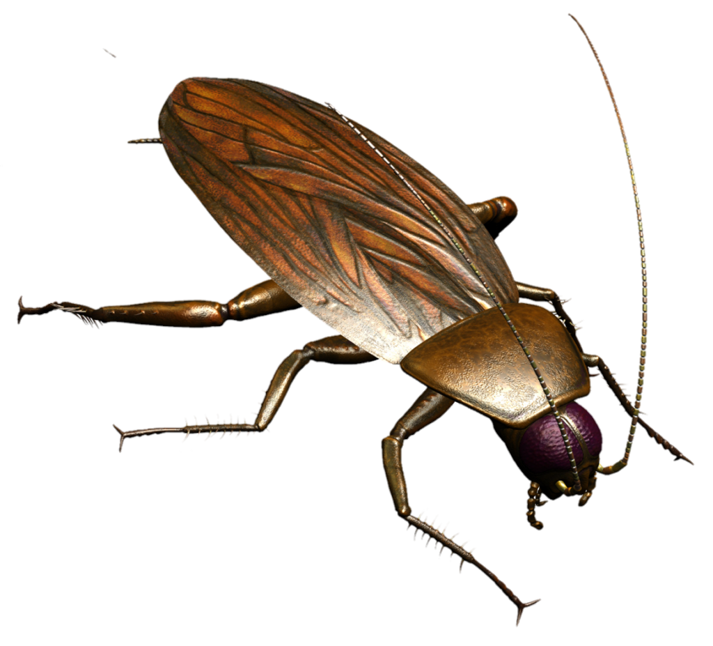 Animated Cockroach PNG