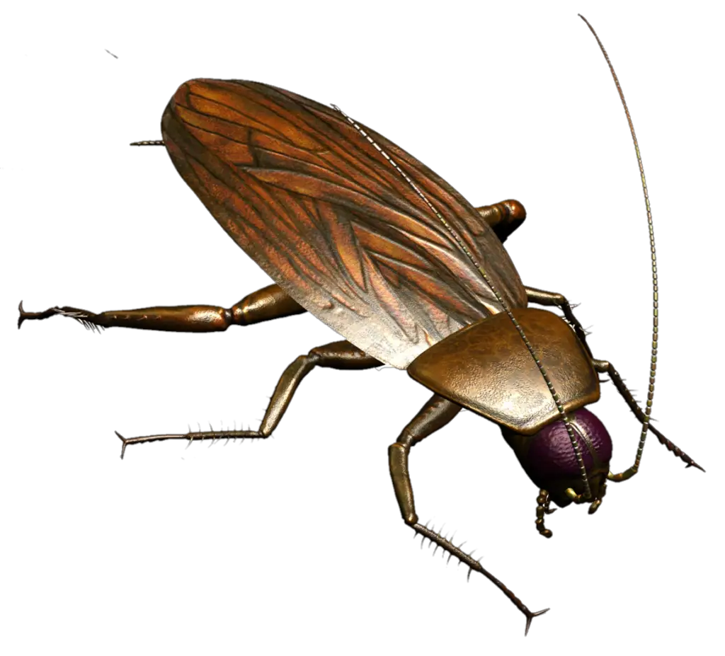 Animated Cockroach PNG