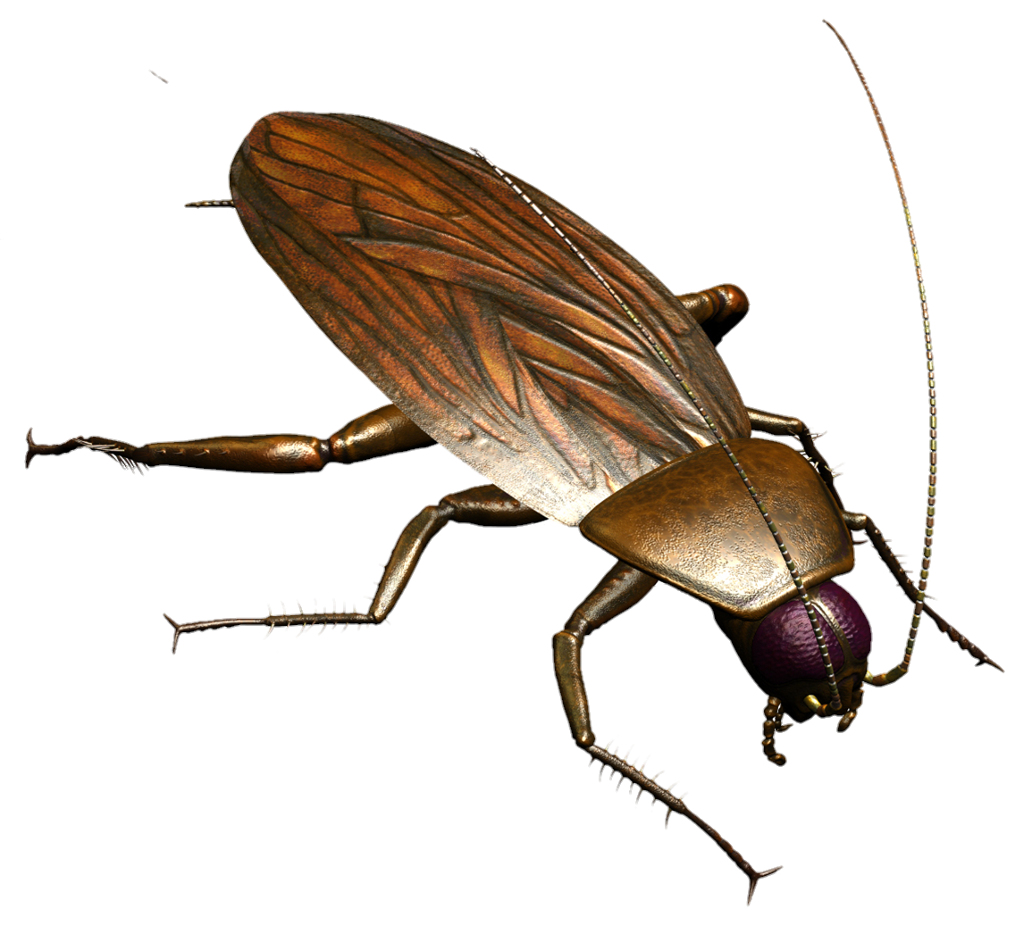 Cockroach PNG