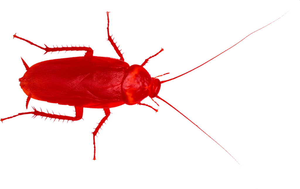 Red Cockroach PNG