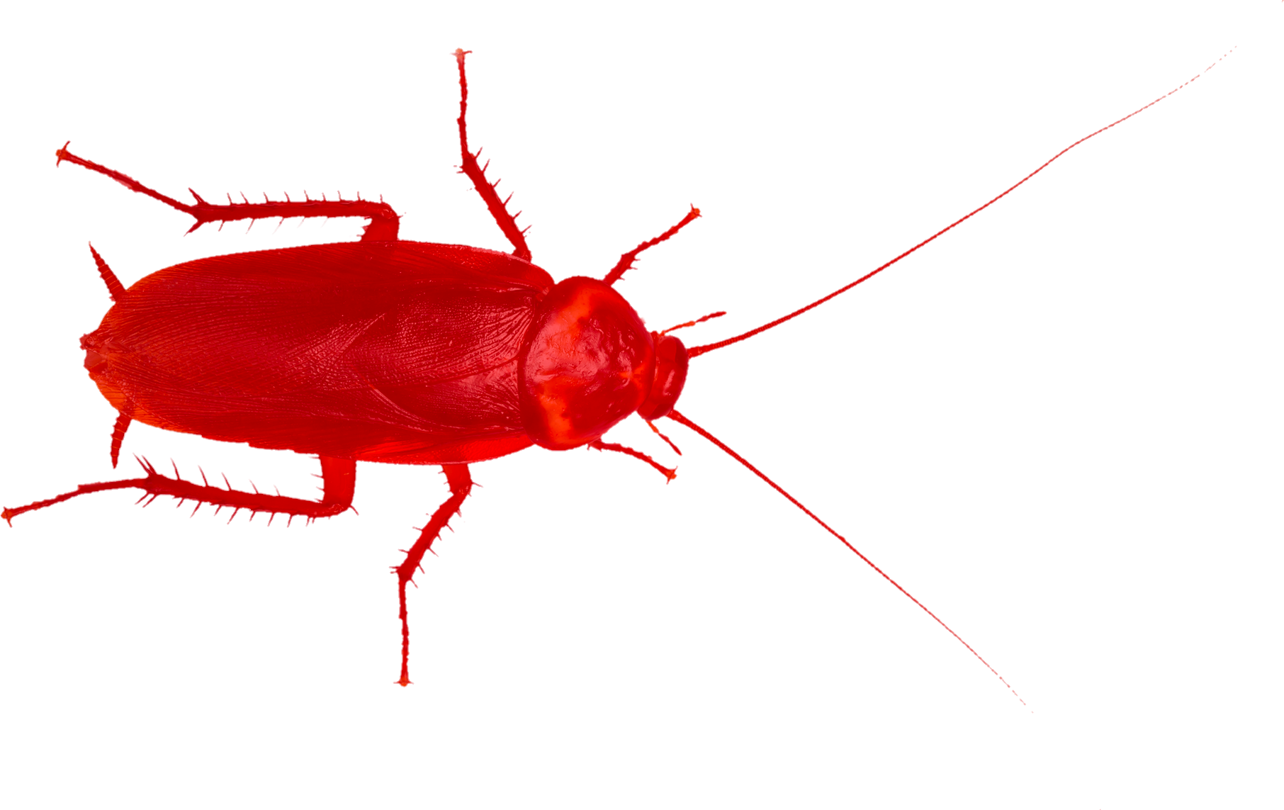 cockroach-3