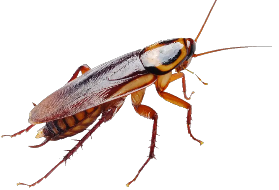 Cockroach PNG