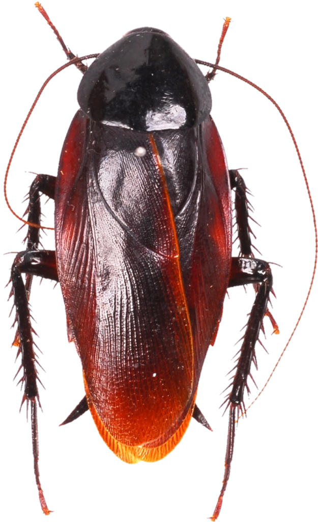 Discord Cockroach PNG