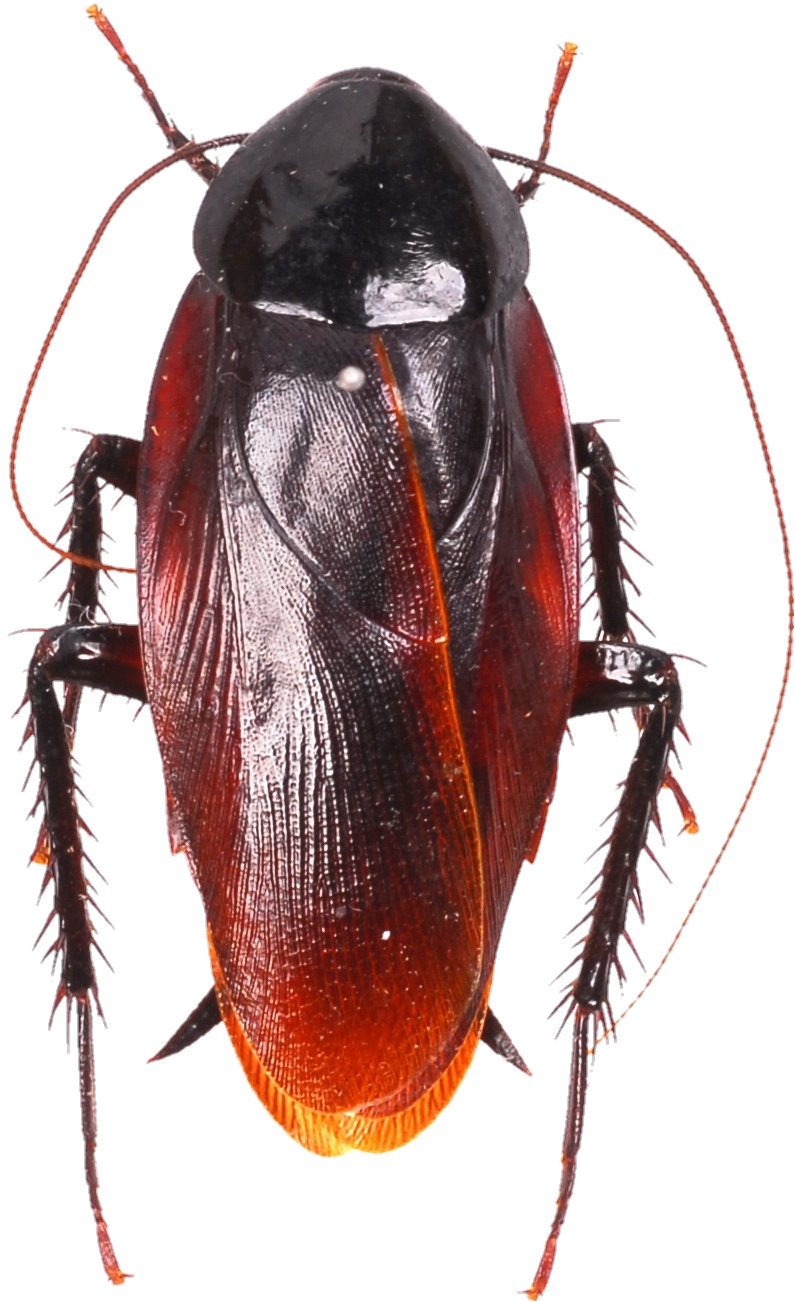 cockroach-5