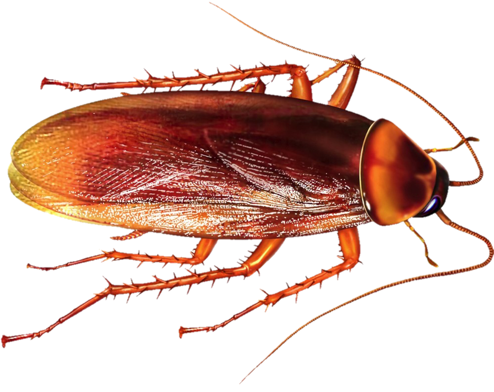 High Resolution Cockroach PNG