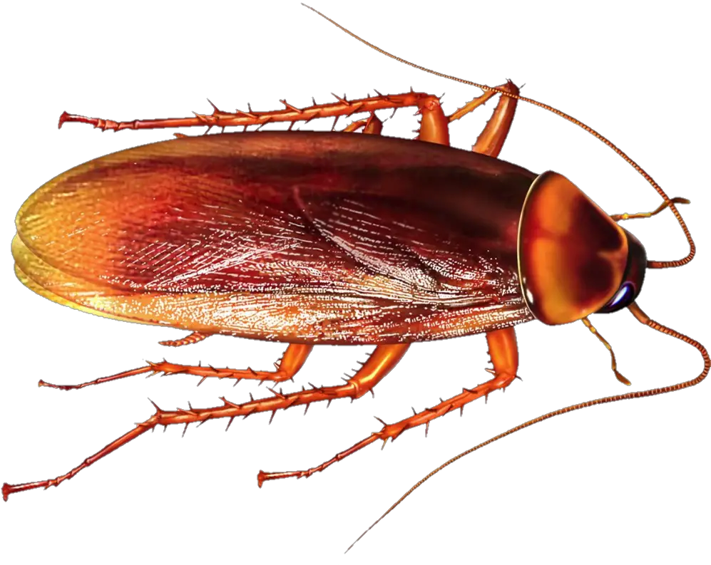 High Resolution Cockroach PNG