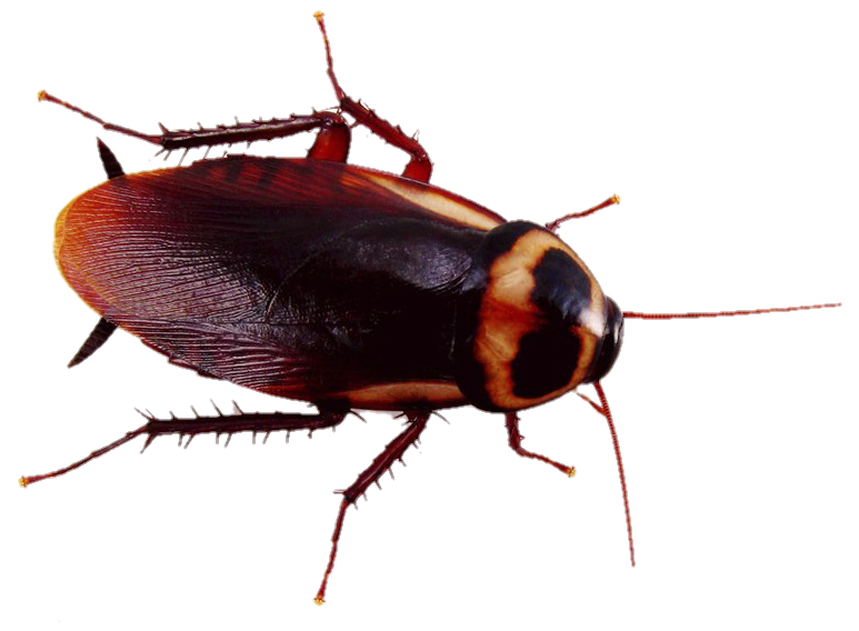 Real Cockroach PNG