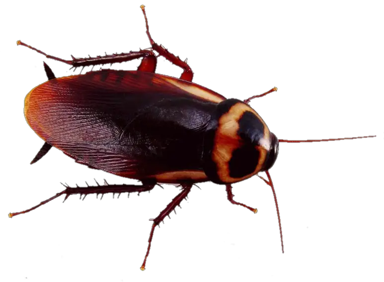 Real Cockroach PNG