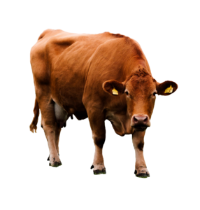 Brown Cow Png