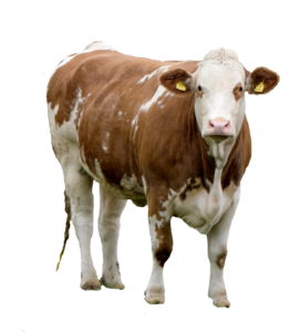 Calf Cow Png