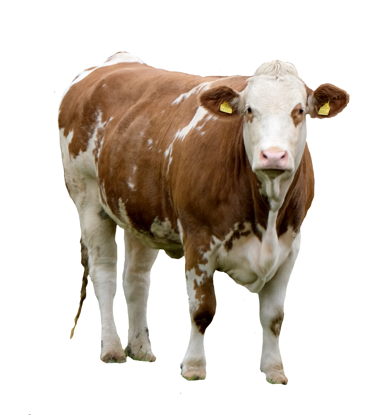 cow-34