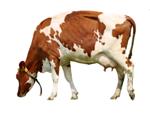 Transparent Cow Png