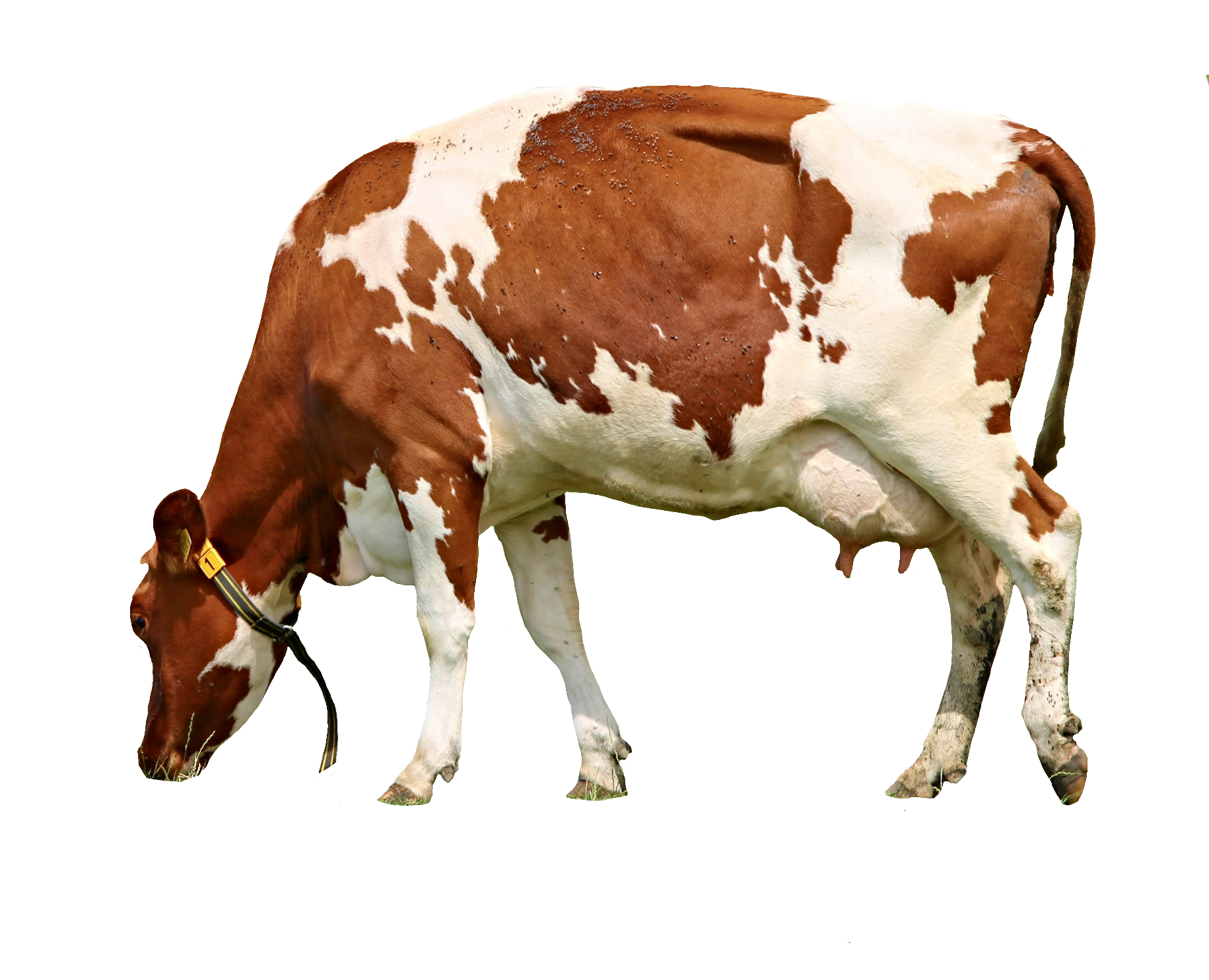 cow-39