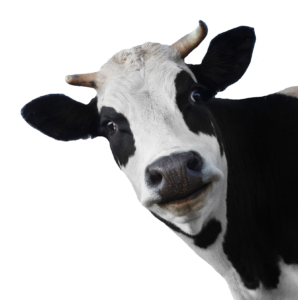 Cow Face Png with Transparent Background 