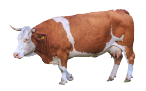 Dairy Cow Png