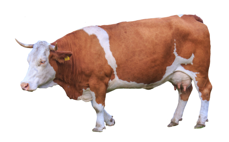 Cow PNG Transparent Images Free Download - Pngfre