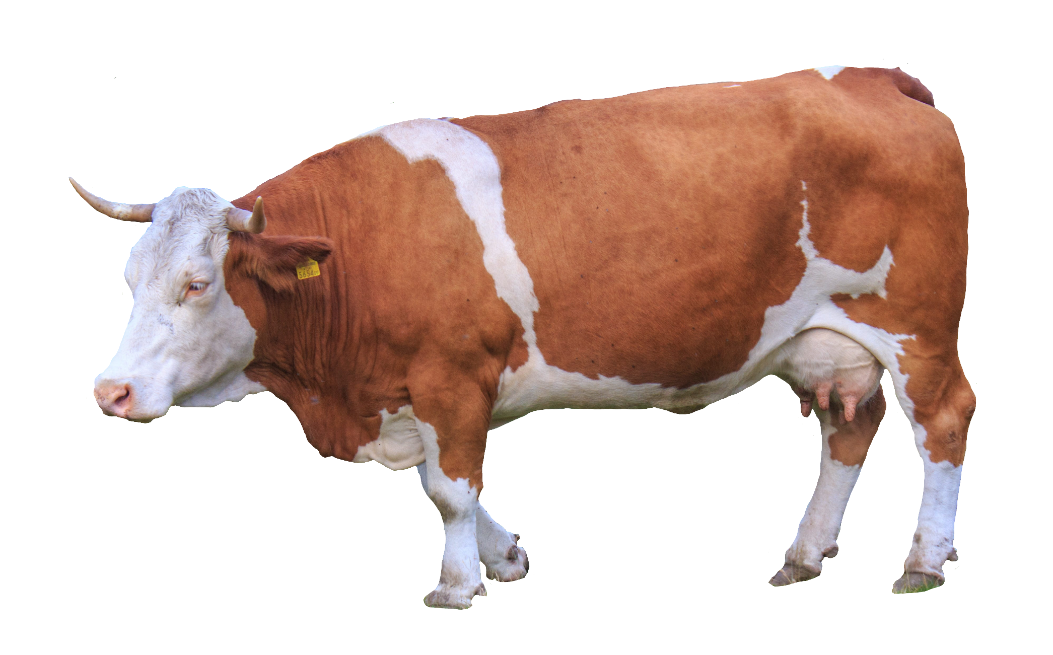 cow-42
