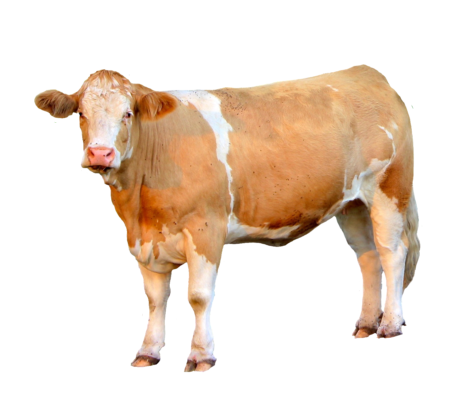 cow-46