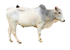 Desi Cow Png